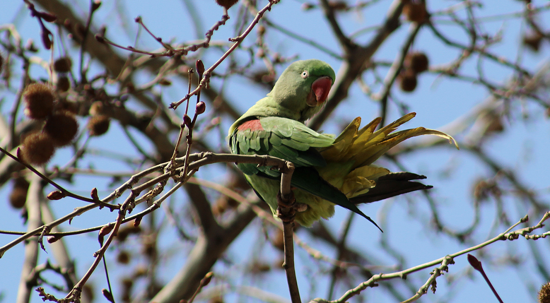Alexandrine Parakeet